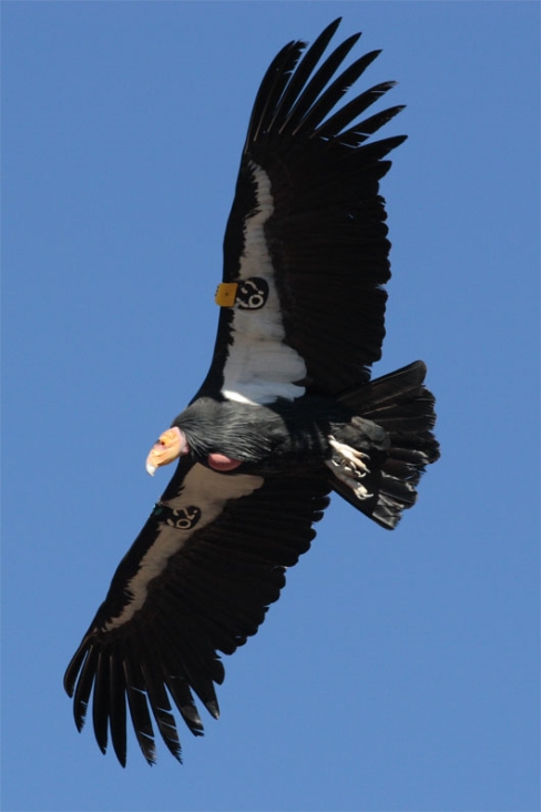 Picture 5 of How can vultures find corpses?