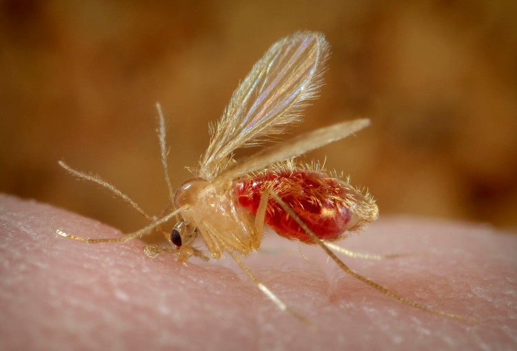 Picture 2 of How dangerous is the carnivorous parasite caused by IS