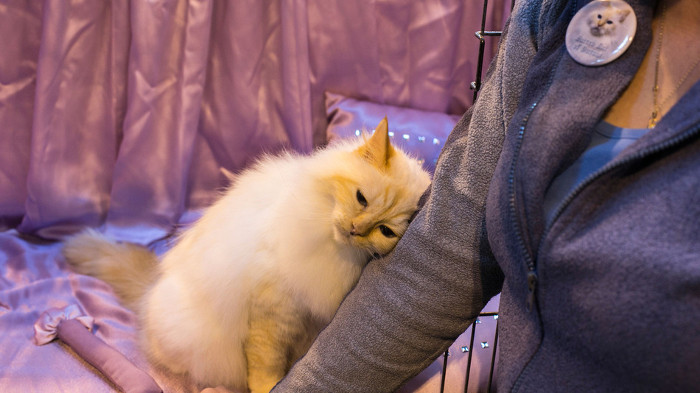 Picture 1 of How did humans tame cats?