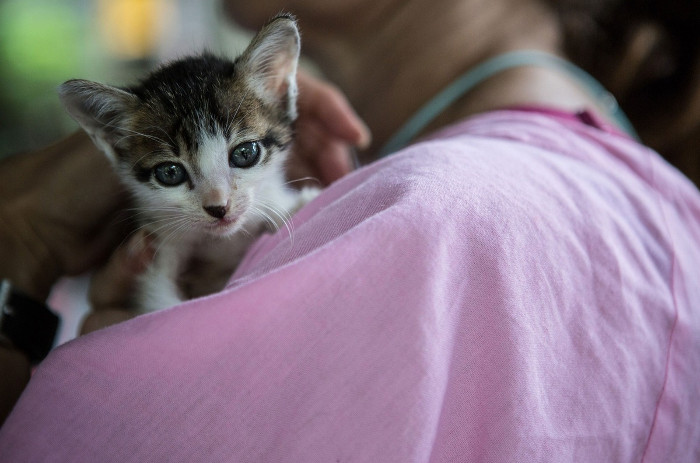 Picture 2 of How did humans tame cats?