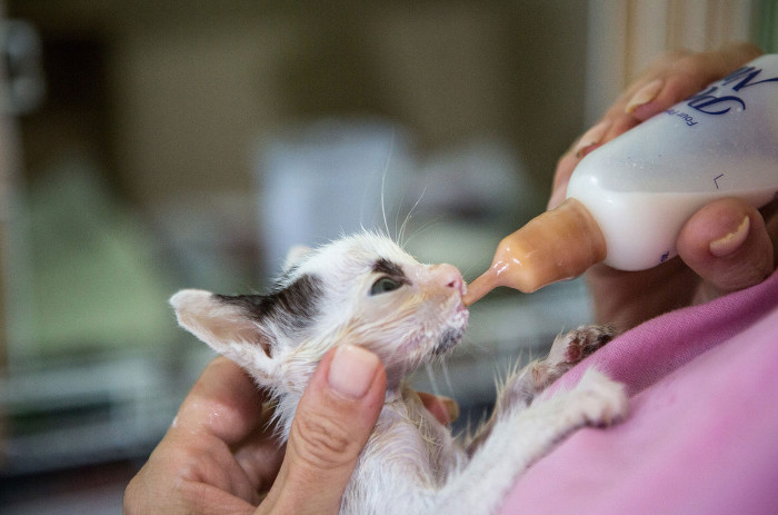 Picture 3 of How did humans tame cats?