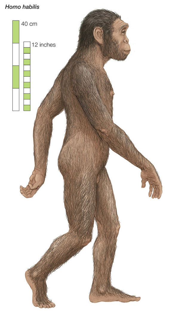 Picture 1 of How did the brothers of mankind disappear before the dawn of civilization?