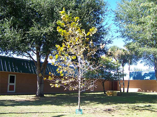 Picture 4 of How did the trees ever go to the Moon?