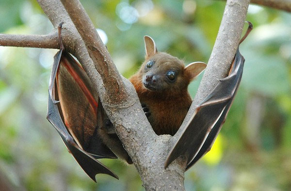Picture 1 of How do bats spread disease globally?