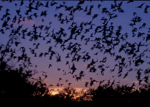 Picture 2 of How do bats spread disease globally?