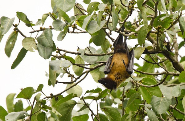 Picture 3 of How do bats spread disease globally?