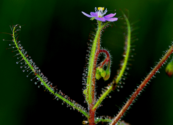 Picture 1 of How do carnivorous plants work?