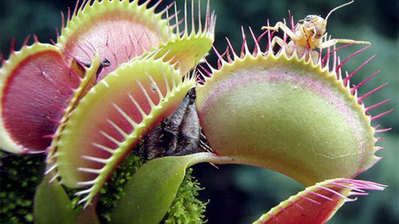 Picture 2 of How do carnivorous plants work?