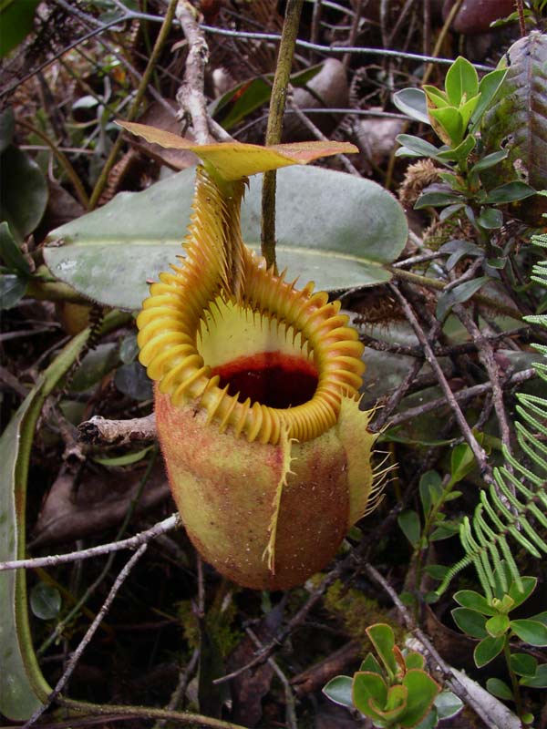 Picture 5 of How do carnivorous plants work?