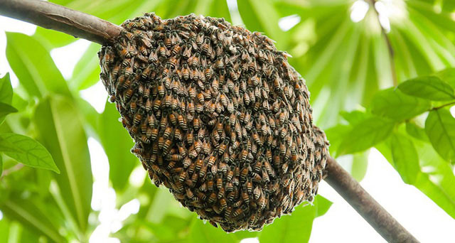 Picture 1 of How do honeybee clusters overcome the wind blows?