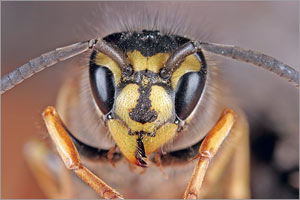 Picture 1 of How do hornets communicate to each other?