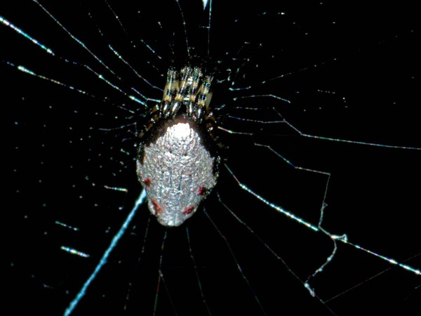 Picture 1 of How do hornets turn spiders into zombies?