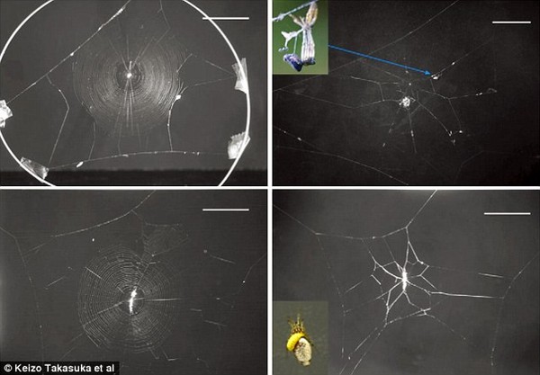 Picture 4 of How do hornets turn spiders into zombies?