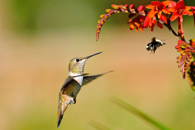 Picture 1 of How do hummingbirds find mates?