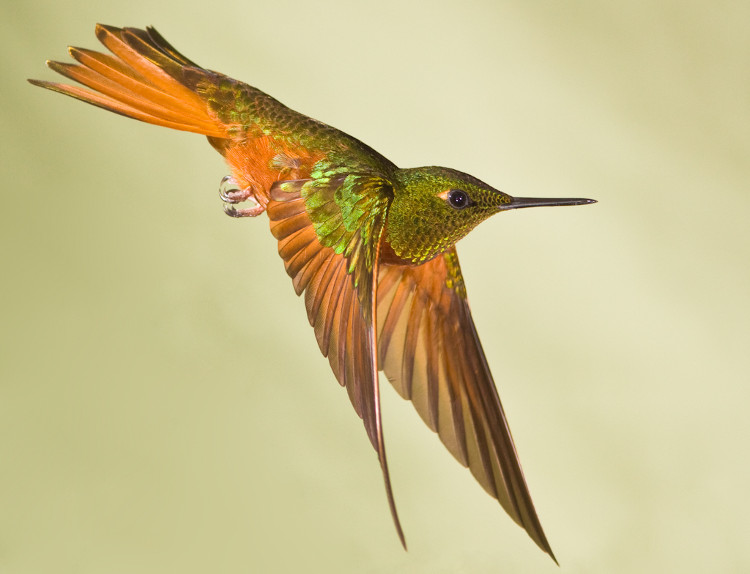 Picture 2 of How do hummingbirds find mates?