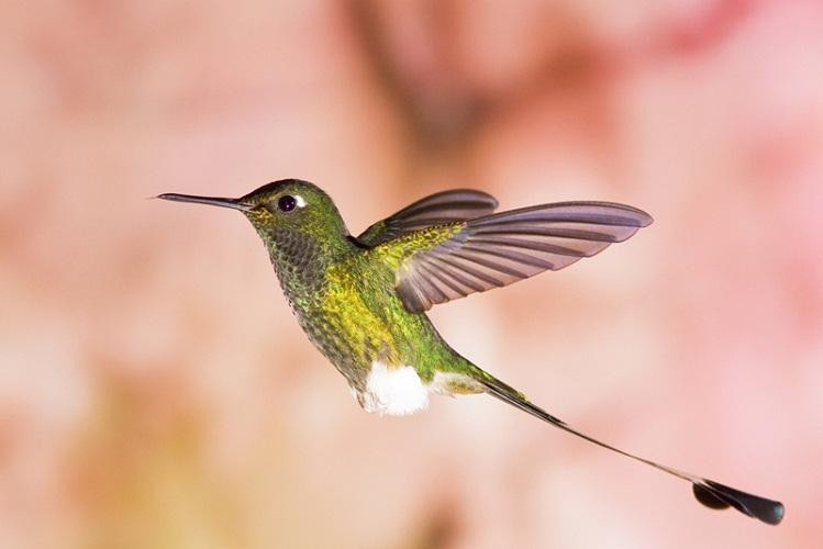 Picture 3 of How do hummingbirds find mates?