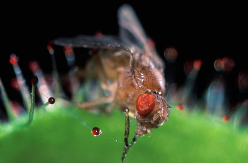 Picture 1 of How do insects sleep?