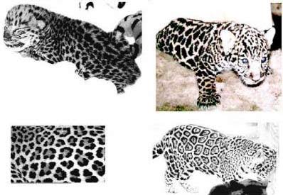 Picture 1 of How do jaguars change the skin?
