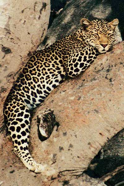 Picture 2 of How do jaguars change the skin?