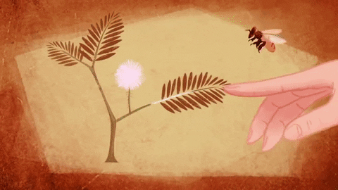 Picture 6 of How do plants protect themselves?