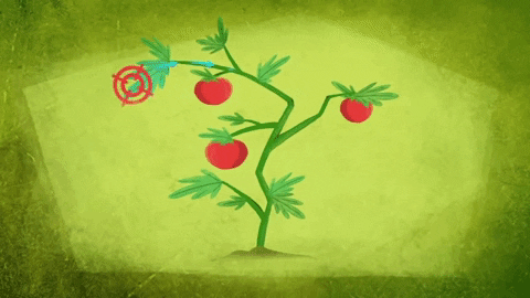 Picture 9 of How do plants protect themselves?
