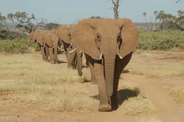 Picture 3 of How do we know which animal is the smartest in the world?