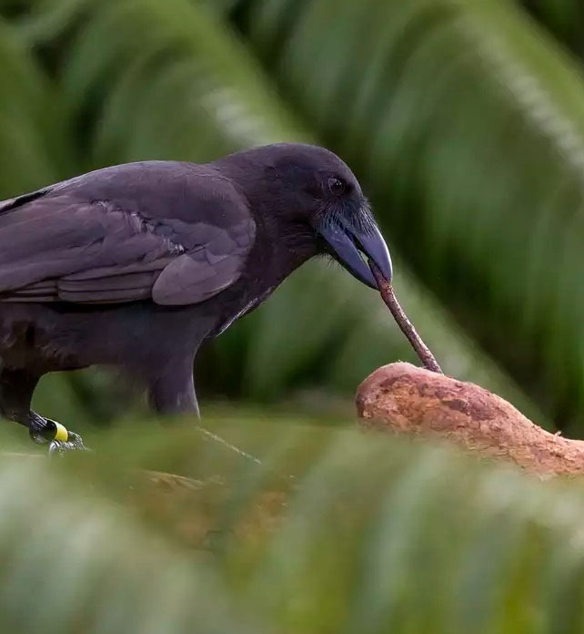 Picture 5 of How do we know which animal is the smartest in the world?