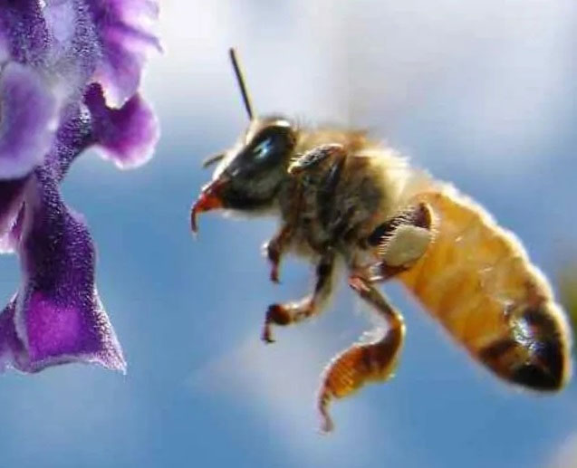 Picture 6 of How do we know which animal is the smartest in the world?