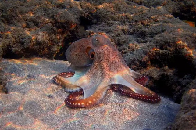 Picture 7 of How do we know which animal is the smartest in the world?
