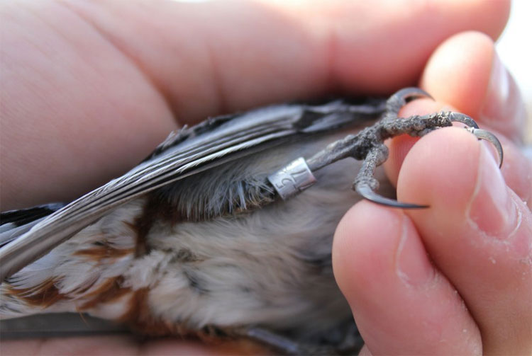 Picture 4 of How do we monitor the migration of birds in the world?