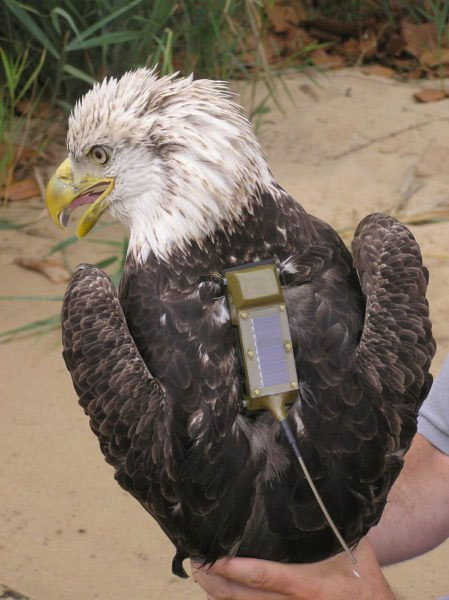 Picture 5 of How do we monitor the migration of birds in the world?