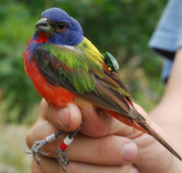 Picture 6 of How do we monitor the migration of birds in the world?