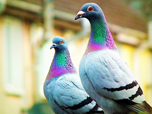 Picture 1 of How does a pigeon send a letter to find a way home?
