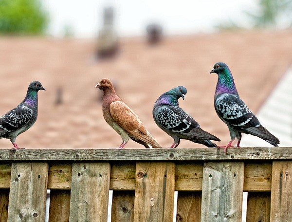 Picture 2 of How does a pigeon send a letter to find a way home?