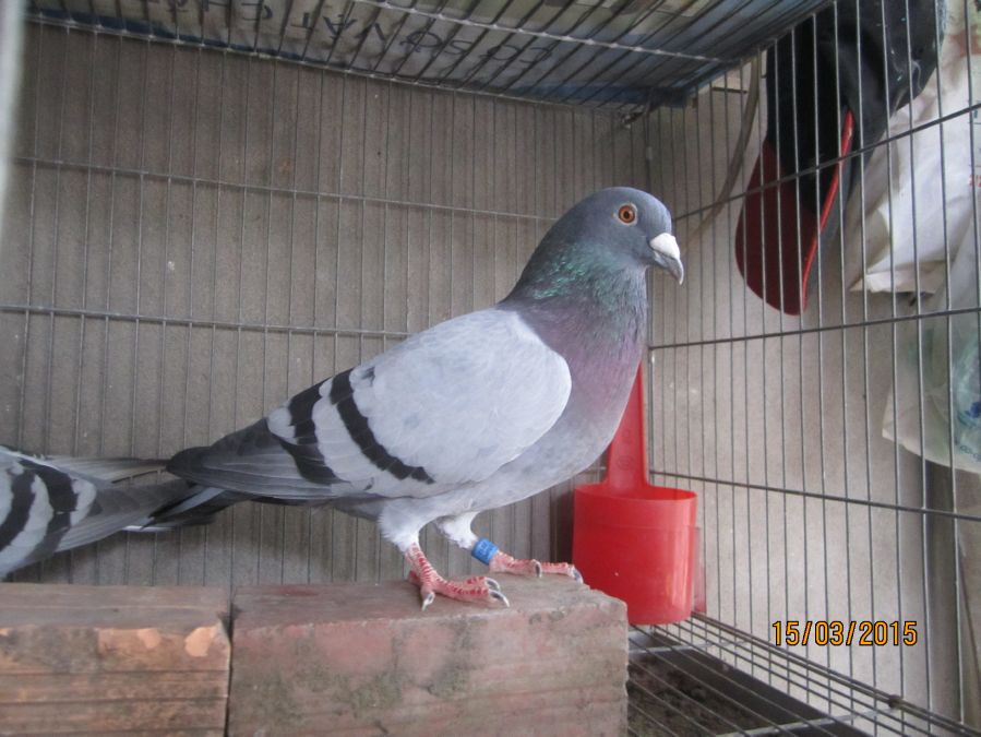 Picture 3 of How does a pigeon send a letter to find a way home?