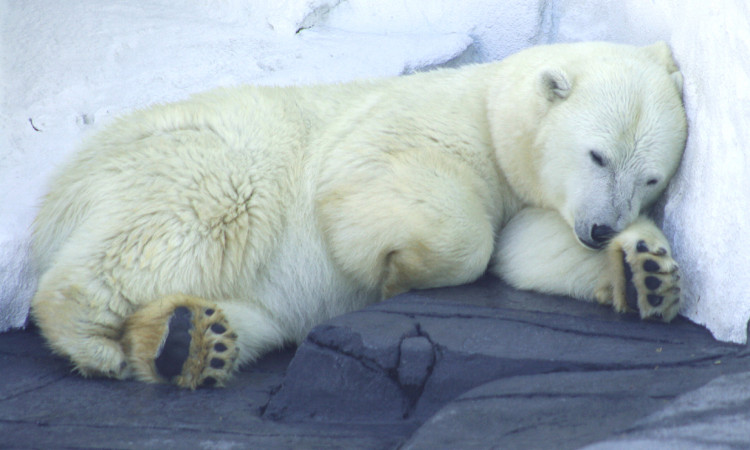 Picture 1 of How does bear go to WC when hibernating?