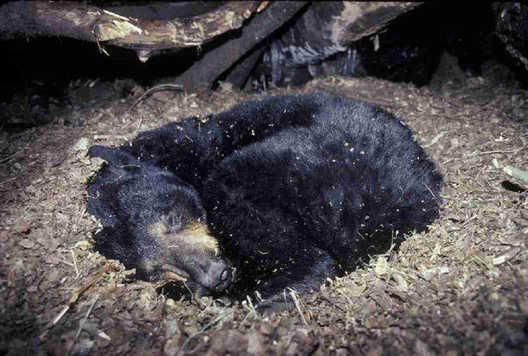 Picture 2 of How does bear go to WC when hibernating?