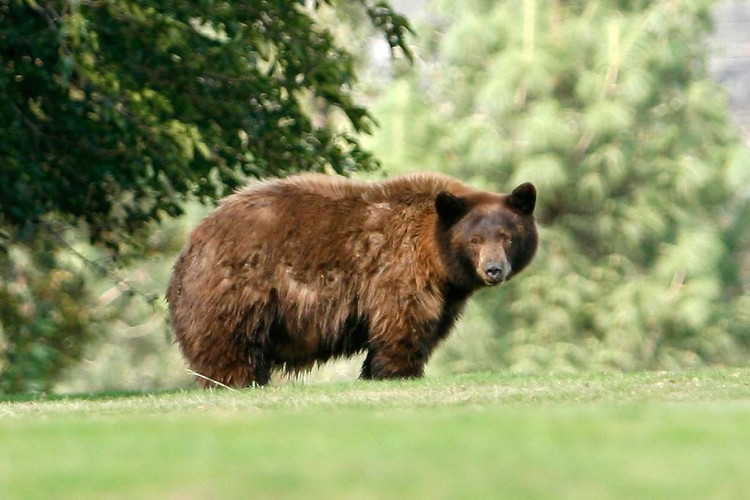 Picture 3 of How does bear go to WC when hibernating?