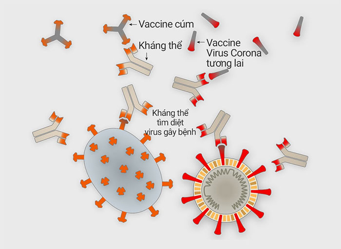 Picture 10 of How does corona virus attack human cells?