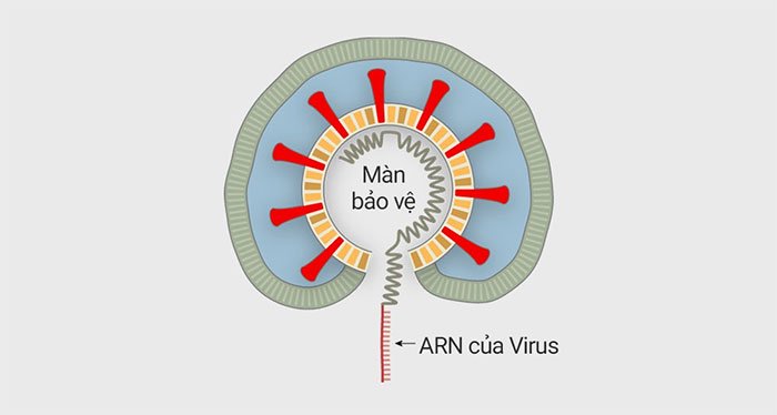 Picture 3 of How does corona virus attack human cells?