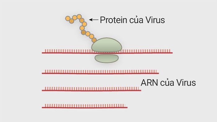 Picture 4 of How does corona virus attack human cells?