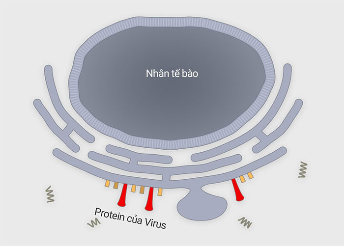 Picture 5 of How does corona virus attack human cells?