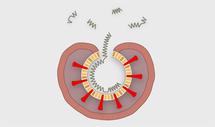 Picture 6 of How does corona virus attack human cells?