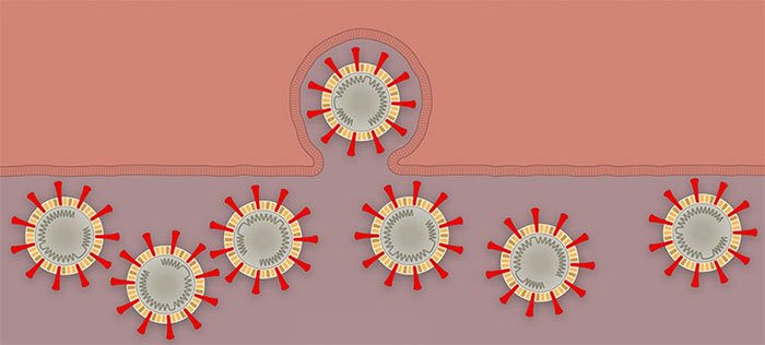 Picture 7 of How does corona virus attack human cells?