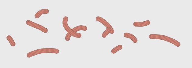 Picture 8 of How does corona virus attack human cells?