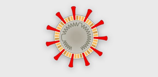 Picture 9 of How does corona virus attack human cells?