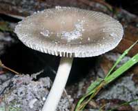 Picture 2 of How does Ganoderma affect health?