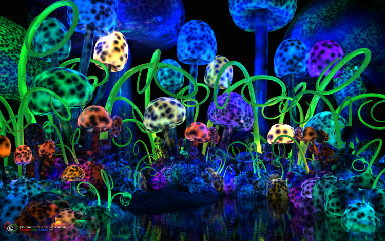 Picture 2 of How does hallucinogenic mushroom affect your body?