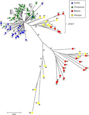 Picture 2 of How does HIV spread to people?