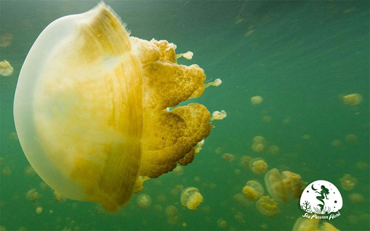 Picture 2 of How does jellyfish dominate the sea when there is no brain?